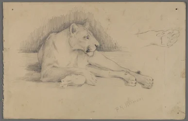 Lionne assise
