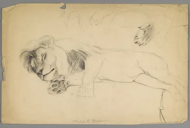 Lion endormi