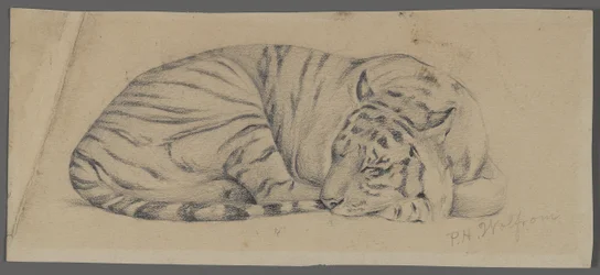 Tigre endormi