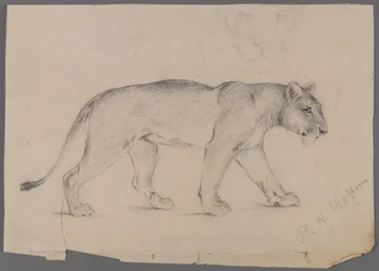 Lionne marchant