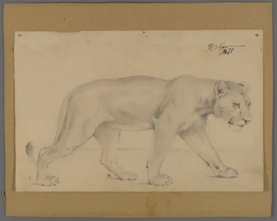 Lionne marchant