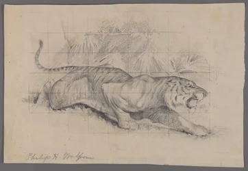 Tigre dans le paysage