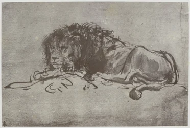 Un lion