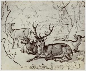 Ridinger, Un Cerf