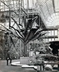 Plantes tropicales dans la salle égyptienne, Crystal Palace, Sydenham, Londres