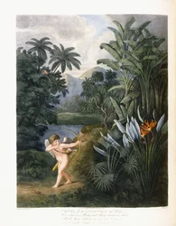 Et puis le divin Linné, c.1796-1807