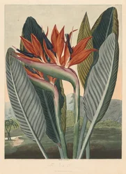 Le Temple de Flora ; ou Jardin de la Nature : La Reine des Fleurs