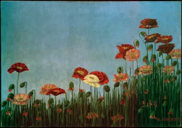 Coquelicots