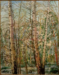 Bouleaux dans la neige