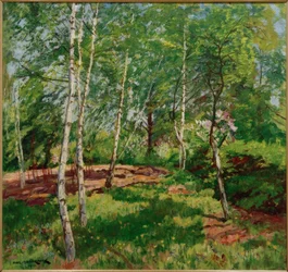 Prairie avec bouleaux