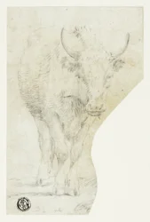 Vache