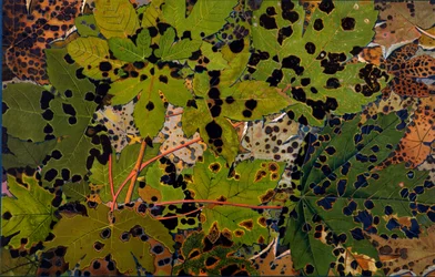 Acer pseudoplatanus : sycomore attaqué par le champignon noir Rhytisma acerinum, 1907-09