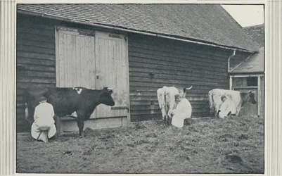 Traite des vaches, 1910