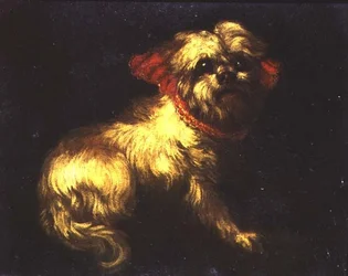 Un Terrier maltais