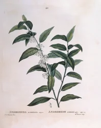 Andromède acuminée, planche botanique par Pierre Joseph Redouté