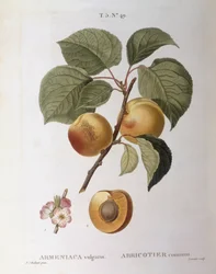 Abricot (Armeniaca vulgaris ou Prunus armeniaca), planche botanique de Henry Louis Duhamel du Monceau par Pierre Joseph Redouté