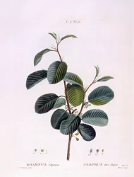 Nerprun (Rhamnus alpinus), planche botanique par Pierre Joseph Redouté