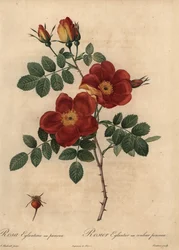 Rose cuivre, Rosa eglanteria