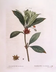 Anis de Floride (Illicium floridanum), planche botanique de Henry Louis Duhamel du Monceau par Pierre Joseph Redouté