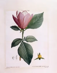 Magnolia (Magnolia discolour), planche botanique de Henry Louis Duhamel du Monceau par Pierre Joseph Redouté