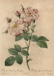 Rose de Damas rose et blanche, Rosa damascena