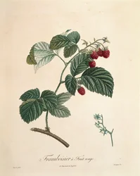 Framboise par Pierre Joseph Redouté
