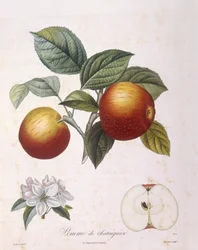 Pomme "Pomme de châtaignier", planche botanique par Pierre Antoine Poiteau