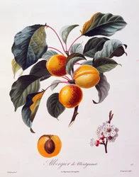 Fruits et fleurs d