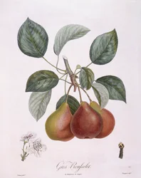 Poire "Gros Rousselet", planche botanique par Pierre Antoine Poiteau