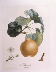 Poire "Talousie", planche botanique de Henry Louis Duhamel du Monceau par Pierre Antoine Poiteau