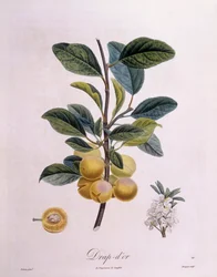 Prune "Drap d