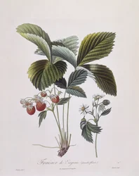 Fraise de Virginie (Fragaria virginiana), Henry Louis Duhamel du Monceau, planche botanique par Pierre Antoine Poiteau