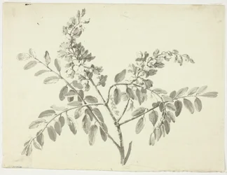 La branche fleurie