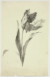 Tulipe