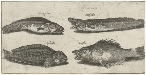 Phycis, mérou, blennie cornue et un poisson noir; Poissons (titre de la série); Piscivm vivae icones (titre de la série)
