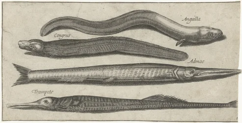 Aiguille de mer, anguille et une anguille