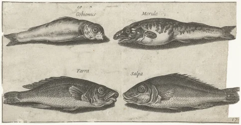 Goujon, cabillaud, merlan et un autre poisson