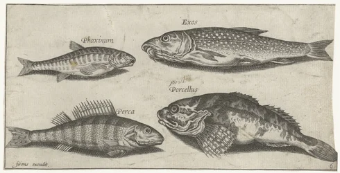 Carpe, vairon, poisson-chat et perche (Vissen, Piscivm vivae icones)