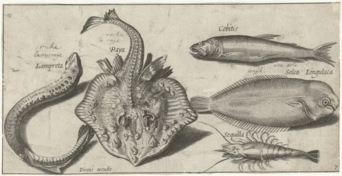 Raie, lamproie, crevette et deux autres poissons (Poissons)