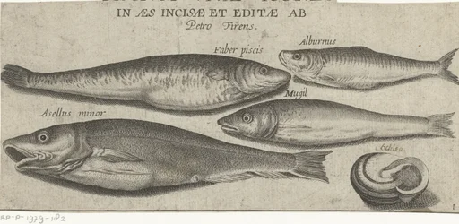 Sprat, carpe, mulet, petite morue et une coquille