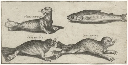Deux phoques, un lion de mer et un mulet