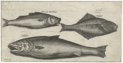 Bar, sole et saumon