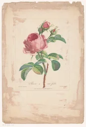 Rose à cent feuilles