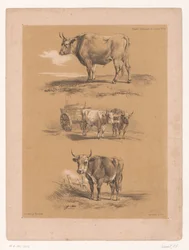 Trois études de bœufs et de charrette à bœufs (Études d