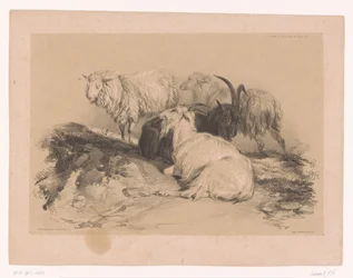 Étude de moutons et de chèvres (Études d
