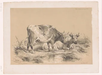 Étude de deux vaches