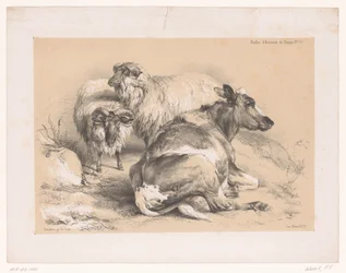 Étude de deux moutons et d