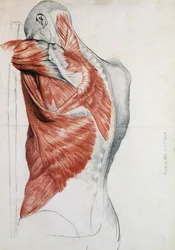 Anatomie humaine ; muscles du torse et de l