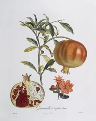 Grenade (Punica granatum) gravée par Henry Louis Duhamel du Monceau (gravure en couleur)
