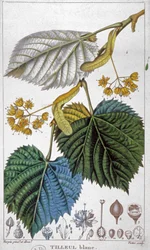 Tilleul blanc, c.1850